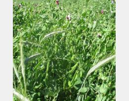 Méteil et réduction phyto