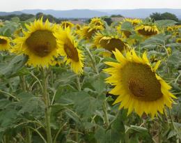 tournesol