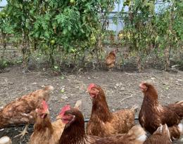 Poules dans une serre de tomates