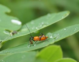 Une réduve se delectant d'une altise redoutable du gombo