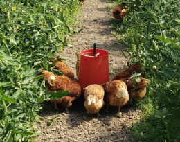 Poules dans une culture de tomates biologiques sous abris froid