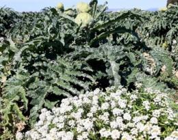 Régulation des pucerons avec l'installation d'alysson maritime sur artichaut