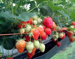 témoignage fraise hors-sol précoce