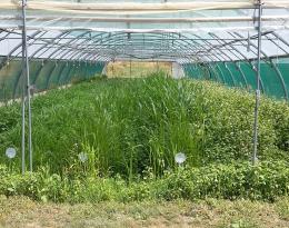 Engrais verts d'été sous serre