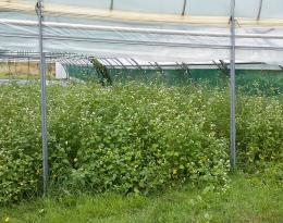 Engrais verts d'été sous serre
