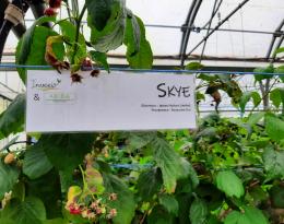 La framboise relève le DEPHY