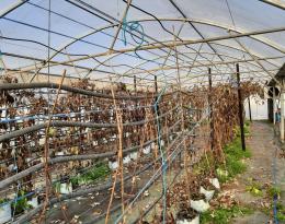 Fiche comm produire des framboises non remontantes