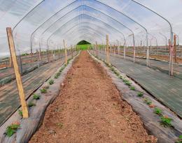 Fiche de communication - produire des framboises remontantes