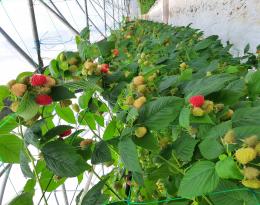 ECOPHYTO s'exporte vers Israël