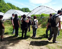 Fiche groupe Fraise-Framboise 2021