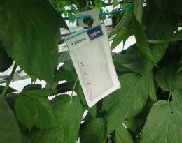 UBV et PBI : 2 stratégies combinées pour réduire les phytos