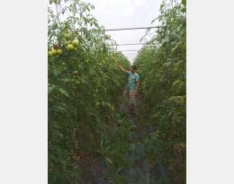 Culture de tomate en août