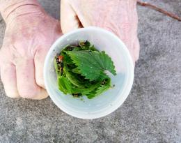 Serre et gestion des abords