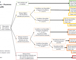 Règle de décisions pucerons