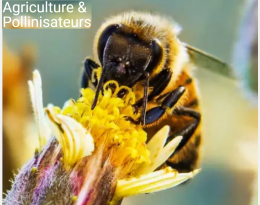 Agriculture et pollinisateurs