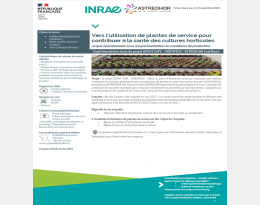 Vers l’utilisation de plantes de service pour contribuer à la santé des cultures horticoles