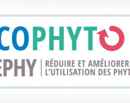 Observation et évaluation des risques sur framboisier.pdf