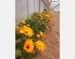 Bande fleurie de soucis en serre de tomate