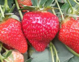 temps de travaux fraise : bien s'organiser !