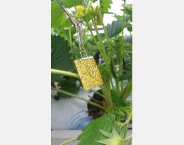 Fiche impact des phytos / effet sur la PBI