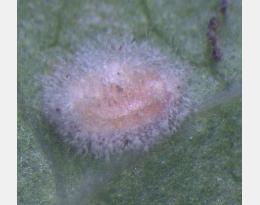 Beauvaria sur aleurode