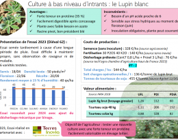 Essai Lupin blanc 2023