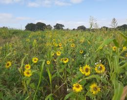 Les rendez-vous des couverts végétaux en semis direct