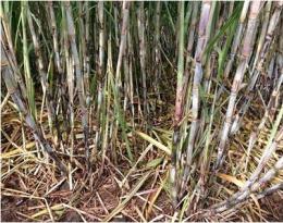 Epaillage des tiges de canne permettant entre autre de limiter les adventices