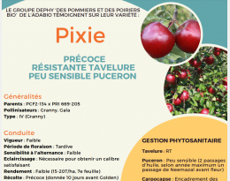 fiche variété pixie