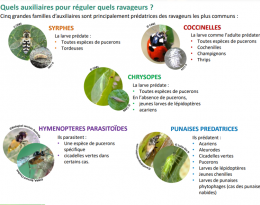 Essai Bandes Fleuries