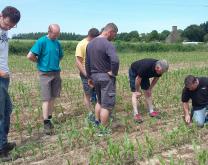 Visite essai semis maïs en strip-till