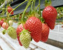 Fraises