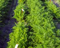 Parcelle d'expérimentation. Système de Culture innovant DEPHY Expé.