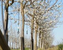 photo d'un alignement de pruniers en fleur