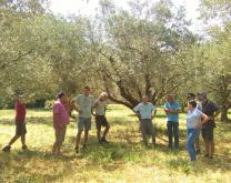Réunion du groupe Un DEPHY en Oléiculture (juin 2017)
