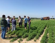 GROUPE DEPHY LEGUMES PICARD