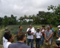 Groupes DEPHY Antilles Guyane