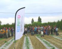 Démonstration binage artichaut 