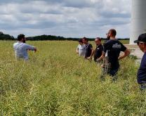 Champ de colza journée d'échange entre agriculteurs du groupe DEPHY