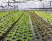 Plantation de salades sous tunnel