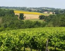 les vignes en Gascogne avec au loin un village, des bois, des champs de  tournesols et de blés en juin : la petite Toscane!