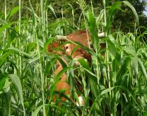 Pâturage de sorghos fourragers en dérobé