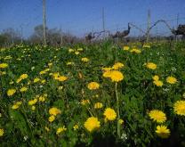biodiversité & viticulture