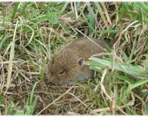 campagnol des champs