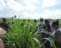 Journée technique sur Les pratiques alternatives pour la réduction des produits phytosanitaires