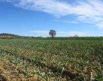 Paysage avec culture d'ail