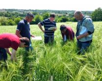 Observations au cours d'un rallye désherbage céréales (17 mai 2018)
