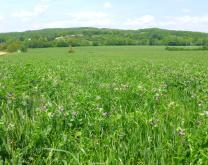 Les méteils au service de l'autonomie fourragère