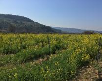 Parcelle de vigne avec couvert végétal en fleur