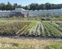 Photo d'une gamme cultivée dans le programme Hortipépi II